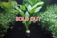 水草 エキノドルス コーディフォリウス　マーブルクイーン(１ＰＯＴ) (国産)
