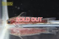 レオパードタティア　ペルー