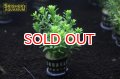 水草 マヤカｓｐ (1POT) (国産)