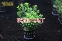 水草 マヤカｓｐ (1POT) (国産)