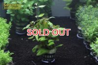 水草 アルテルナンテラ リラキナ (１ＰＯＴ) (国産)
