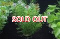 水草 オレンジミリオフィラム(１ＰＯＴ) (国産)