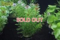 水草 オレンジミリオフィラム(１ＰＯＴ) (国産)