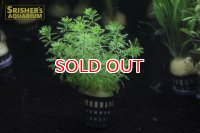 水草 ガイアナドワーフミリオフィラム (１ＰＯＴ) (国産)