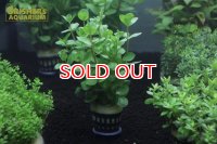 水草 ロタラ ロトンジフォリア (１ＰＯＴ) (国産)