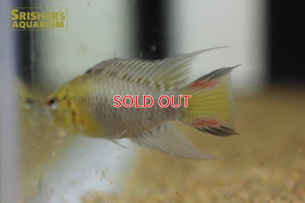 画像5: アピストグラマ sp.sv-114（ペア）【２０１９年採集】【ベネズエラ】