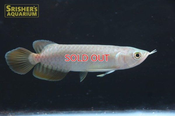 画像8: アジアアロワナ バンジャールレッド"MITRA"