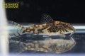 コリドラス バルバータス（ブリード）