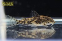 コリドラス バルバータス（ブリード）