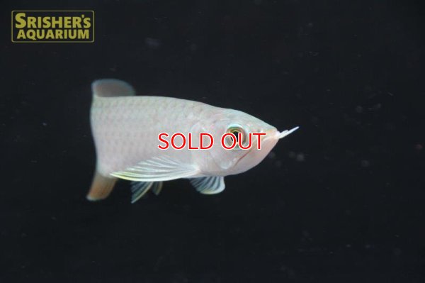 画像3: アジアアロワナ バンジャールレッド"MITRA"