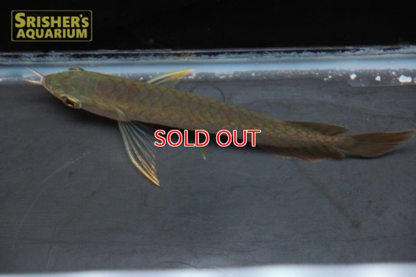 画像9: アジアアロワナ バンジャールレッド"MITRA"