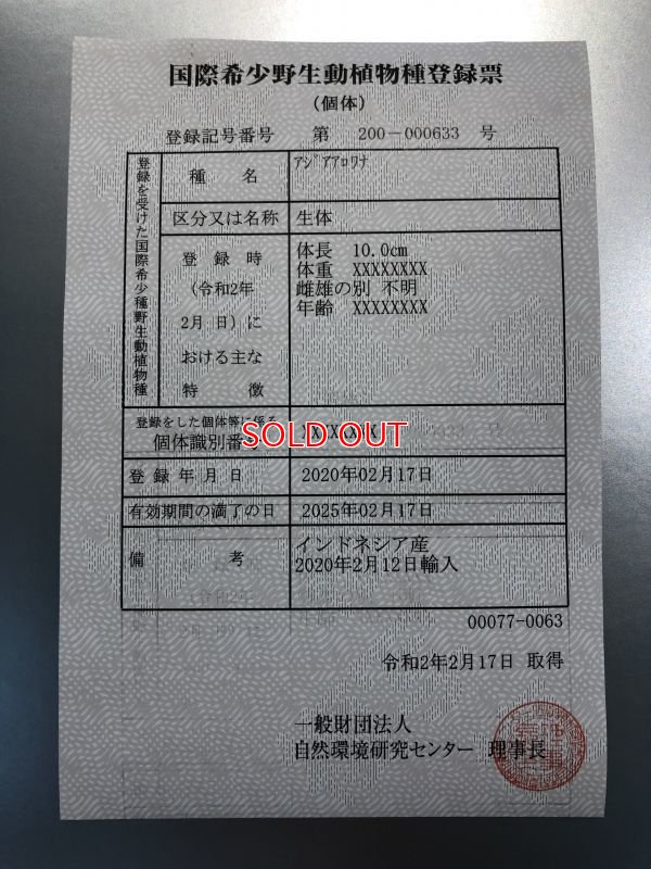 画像10: アジアアロワナ バンジャールレッド"MITRA"