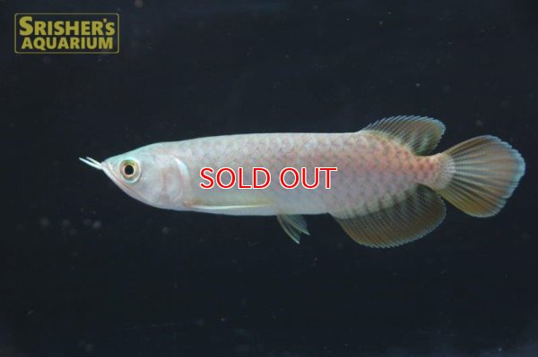 画像4: アジアアロワナ バンジャールレッド"MITRA"