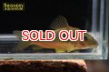 コリドラス メラノタエニアゴールドグリーン