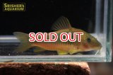 コリドラス メラノタエニアゴールドグリーン