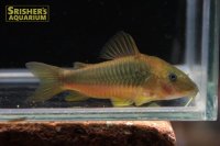コリドラス メラノタエニアゴールドグリーン