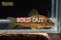 コリドラス メラノタエニアゴールドグリーン