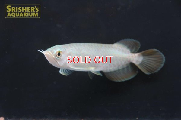 画像6: アジアアロワナ バンジャールレッド"MITRA"