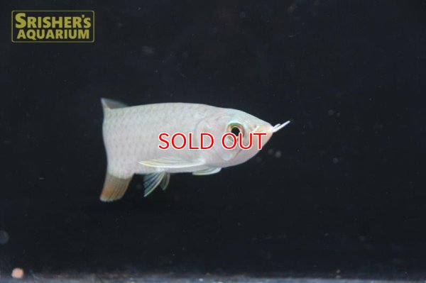 画像7: アジアアロワナ バンジャールレッド"MITRA"