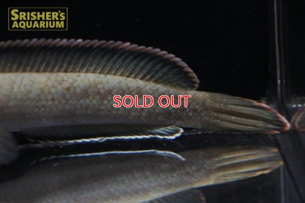 画像5: ラオスファイアバックスネークヘッド