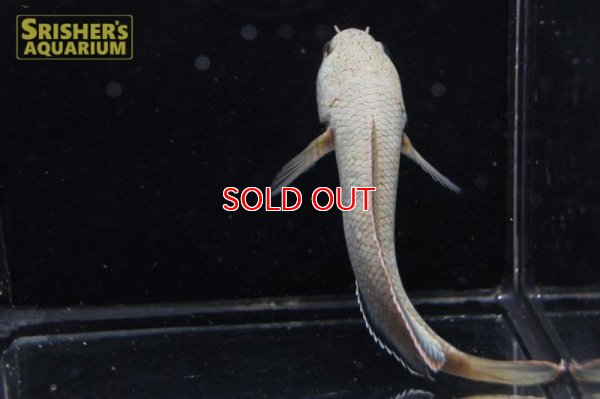 画像7: ラオスファイアバックスネークヘッド