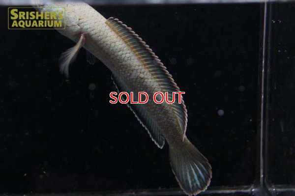 画像6: ラオスファイアバックスネークヘッド