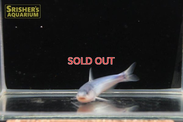 画像4: ブルーカンディル