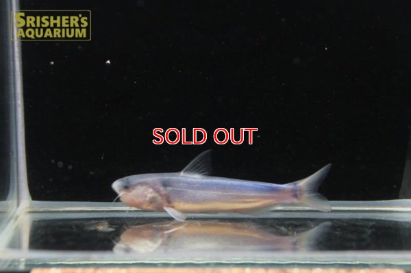 画像5: ブルーカンディル