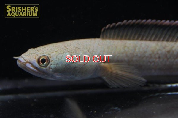 画像4: ラオスファイアバックスネークヘッド