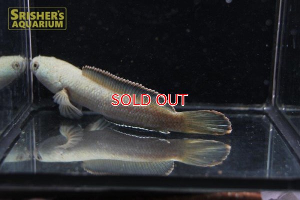 画像8: ラオスファイアバックスネークヘッド