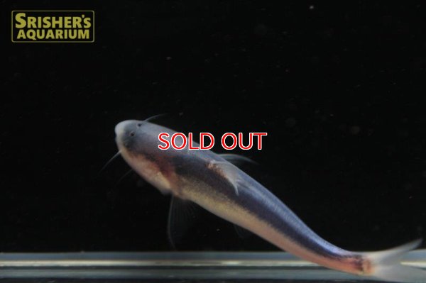 画像3: ブルーカンディル