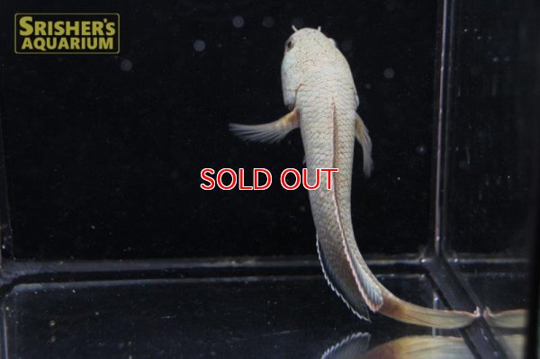 画像3: ラオスファイアバックスネークヘッド