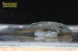 ブルーフィンペコルティア