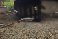 アカヒレ（Ｍ）