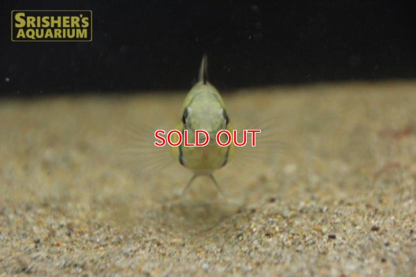 画像4: アピストグラマ ｓp.  "スルビ" （メス）n-2【２０１8年採集】【イサナ川最上流産】