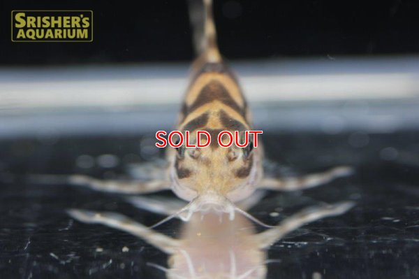 画像7: コリドラス ゼブリーナ CW111 2017 Wild F1 "LUNA" Adult Size