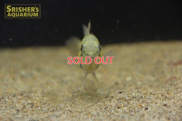 画像3: アピストグラマ ｓp.  "スルビ" （メス）n-2【２０１8年採集】【イサナ川最上流産】