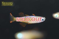 ファイヤーレッドレインボー（ペア）
