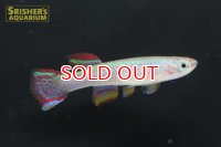 アフィオセミオン ストリアータム（ペア）