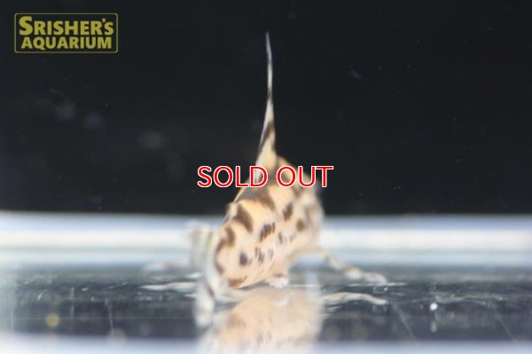 画像3: コリドラス ゼブリーナ CW111 2017 Wild F1 "LUNA" Adult Size