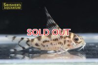 コリドラス ゼブリーナ CW111 2017 Wild F1 "LUNA" Adult Size