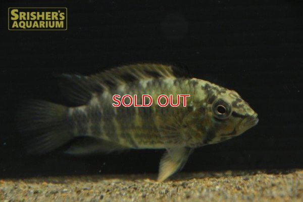 画像6: アピストグラマ ｓp.  "スルビ" （メス）n-2【２０１8年採集】【イサナ川最上流産】