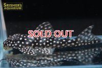 ルビースポットマグナムプレコ