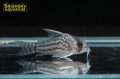コリドラス　シュワルツィ