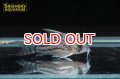 コリドラス　シュワルツィ