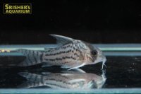 コリドラス　シュワルツィ