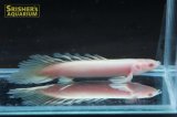 ポリプテルス　セネガルス　アルビノ　ロングフィン