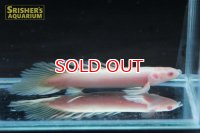 ポリプテルス　セネガルス　アルビノ　ロングフィン