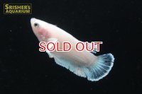 ハーフムーンプラガットベタ　ダンボ　メス