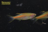オレンジグリッターダニオ